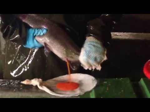 How it's made - caviar /როგორ მოიპოვება ხიზილალა